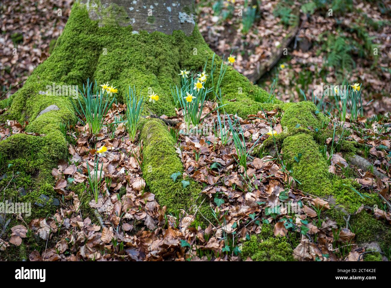 Célèbres daffodils sauvages au début du printemps à Dunsford Wood, Devon, Royaume-Uni Banque D'Images