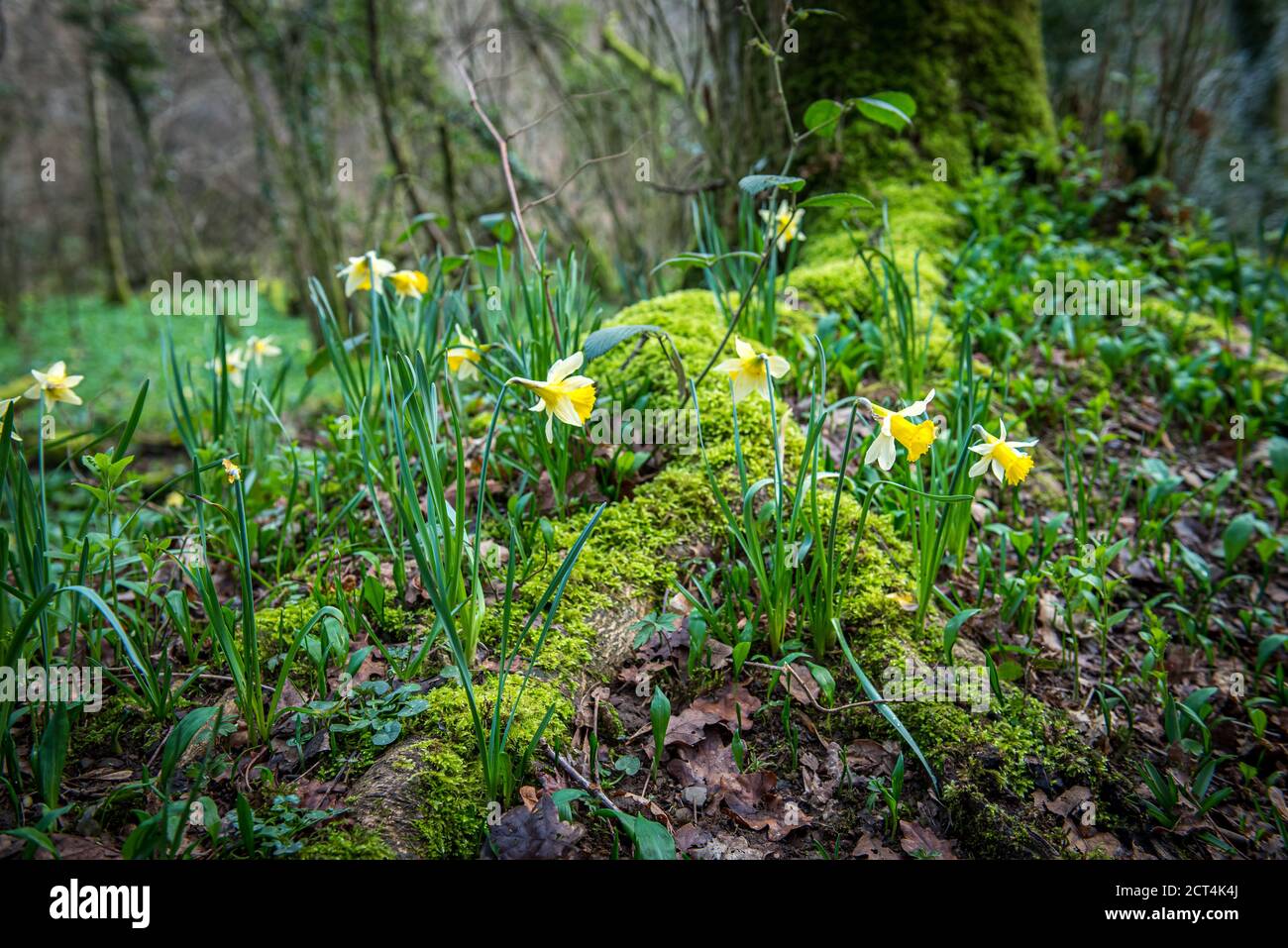 Célèbres daffodils sauvages au début du printemps à Dunsford Wood, Devon, Royaume-Uni Banque D'Images