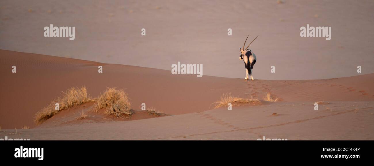 Un Oryx solitaire ( Gemsbok ) dans le parc national de Naukluft, Namibie. Banque D'Images