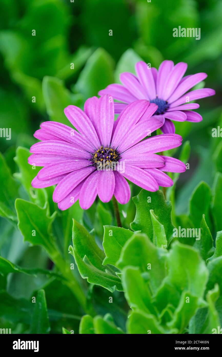 Riche pâquerette rose foncé d'Osteospermum 'Violet de Nairobi'. Marguerite africaine 'Violet Nairobi'. Violet Tresco Banque D'Images Riche pâquerette rose foncé d'Osteospermum 'Violet de Nairobi'. Marguerite africaine 'Violet Nairobi'. Violet Tresco Banque D'Images