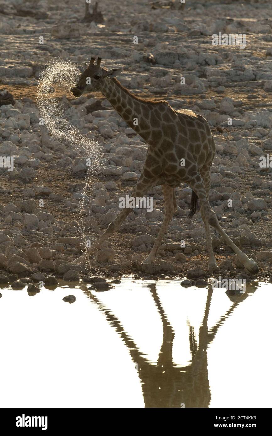 Une girafe boit dans un trou d'eau du parc national d'Etosha, en Namibie. Banque D'Images