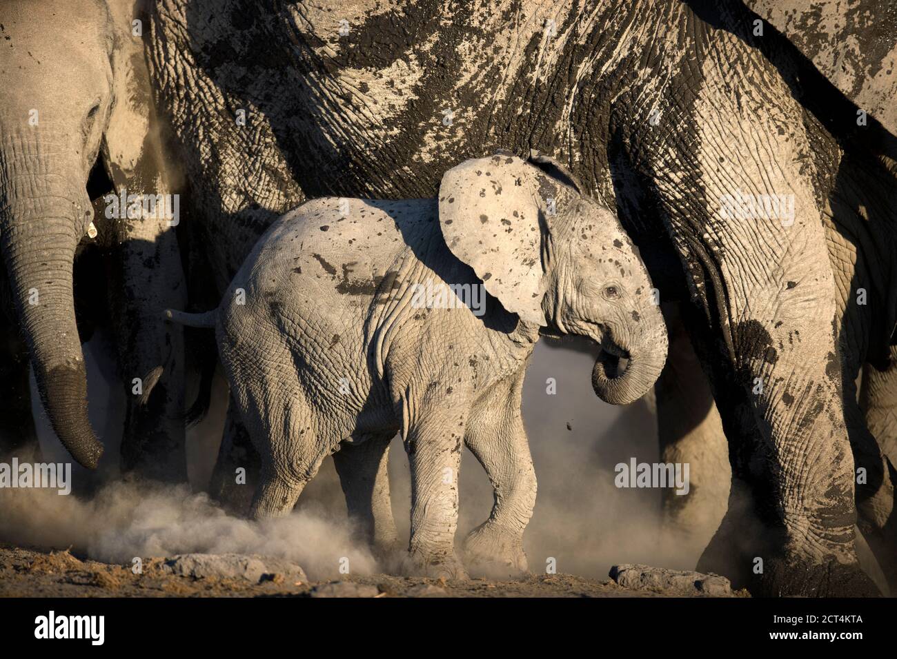 Un veau d'éléphant dans le parc national d'Etosha, Namibie. Banque D'Images