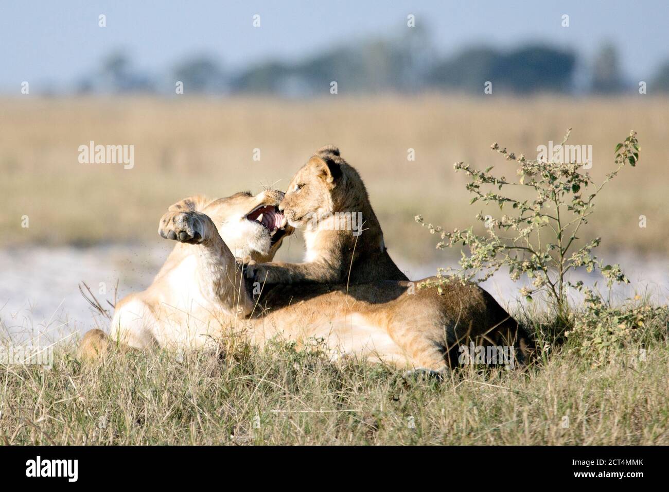Une lionne joue avec son cub dans la lumière de l'après-midi. Banque D'Images