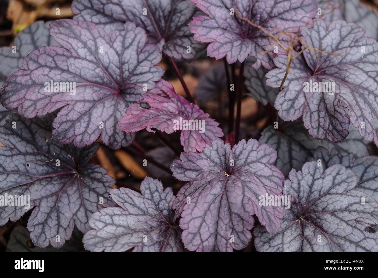 Heuchera Shanghai Coral Bells feuilles sombres Heucheras Banque D'Images