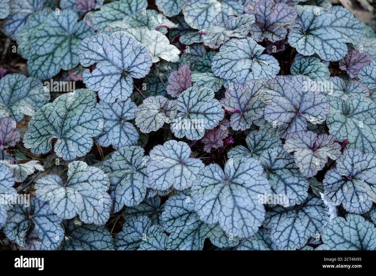 Heuchera Silver Scrolls Banque D'Images