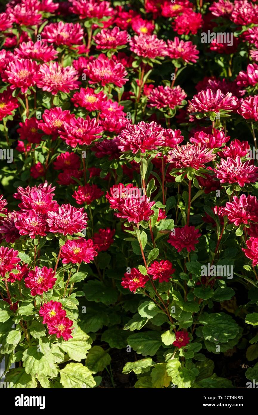 Chine Aster Callistephus chinensis ruban rouge annuals fleurs dans le lit Banque D'Images
