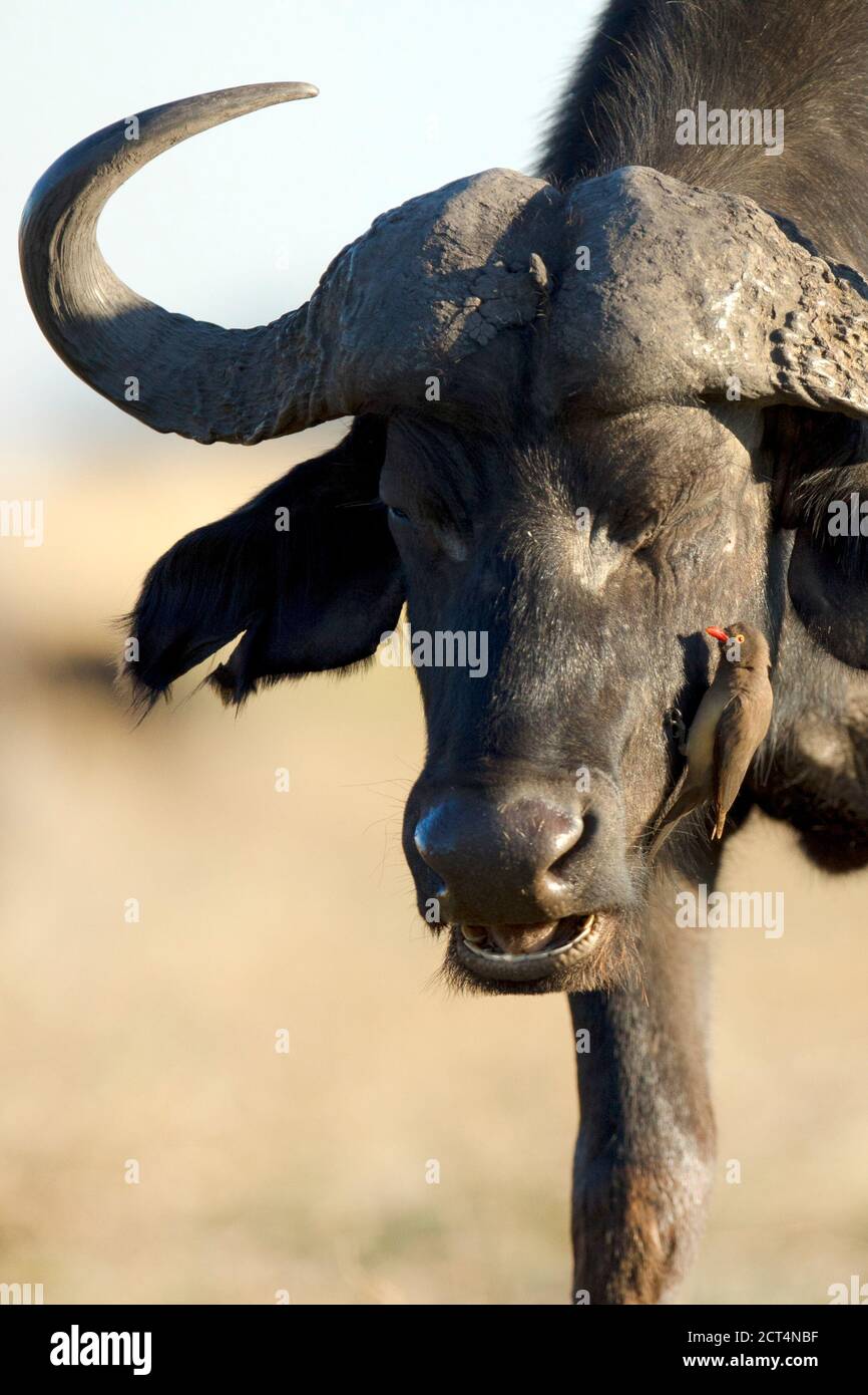 A Cape Buffalo dans le parc national de Chobe, Kasane, Botswana. Banque D'Images