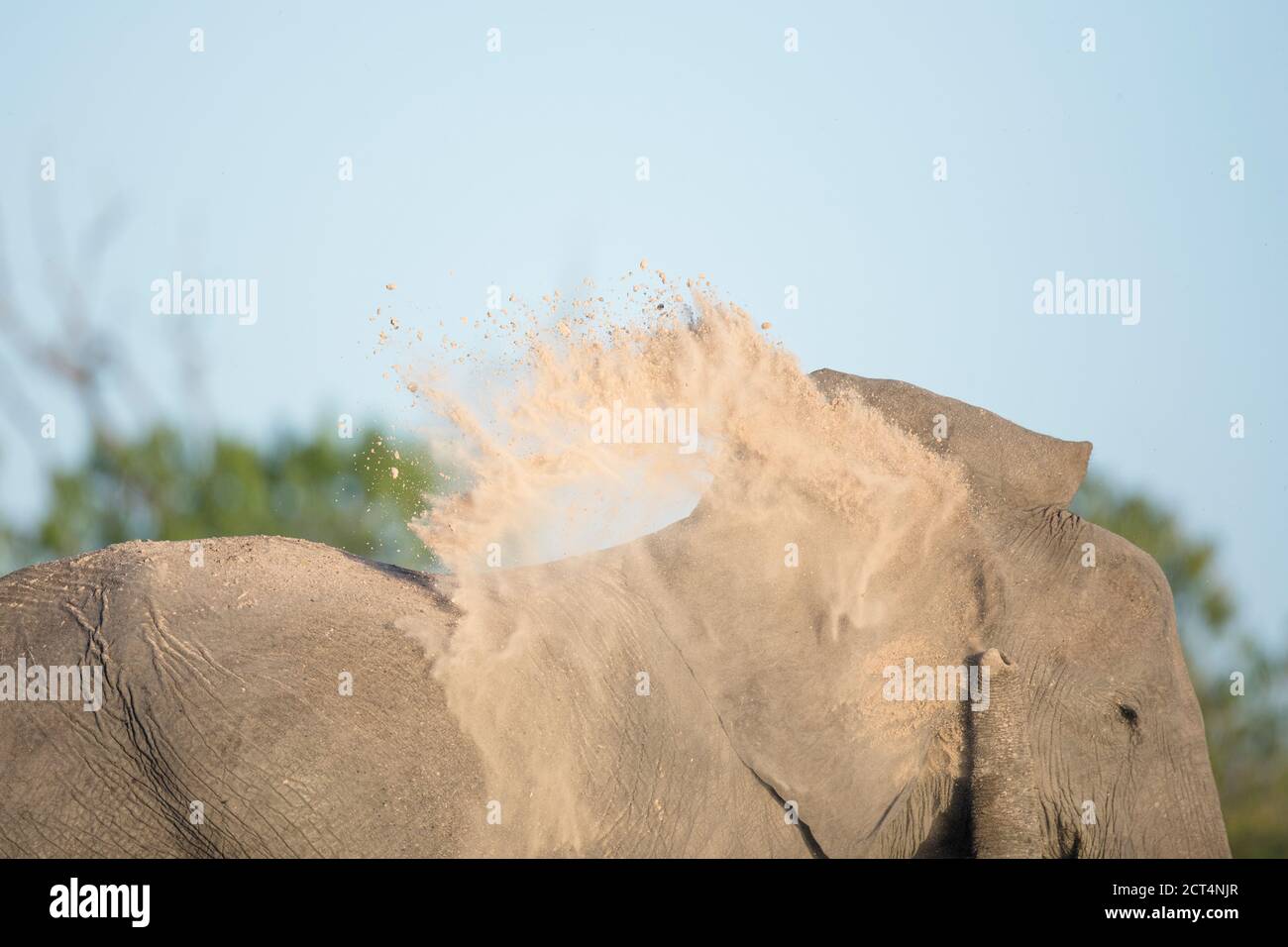 Une image abstraite d'un éléphant ayant un bain de poussière. Banque D'Images