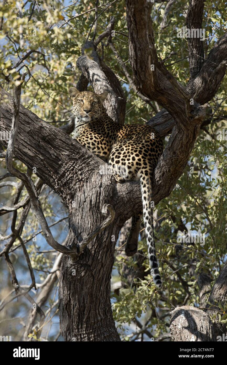 Un magnifique léopard dans le parc national de Chobe, Botswana. Banque D'Images Un magnifique léopard dans le parc national de Chobe, Botswana. Banque D'Images