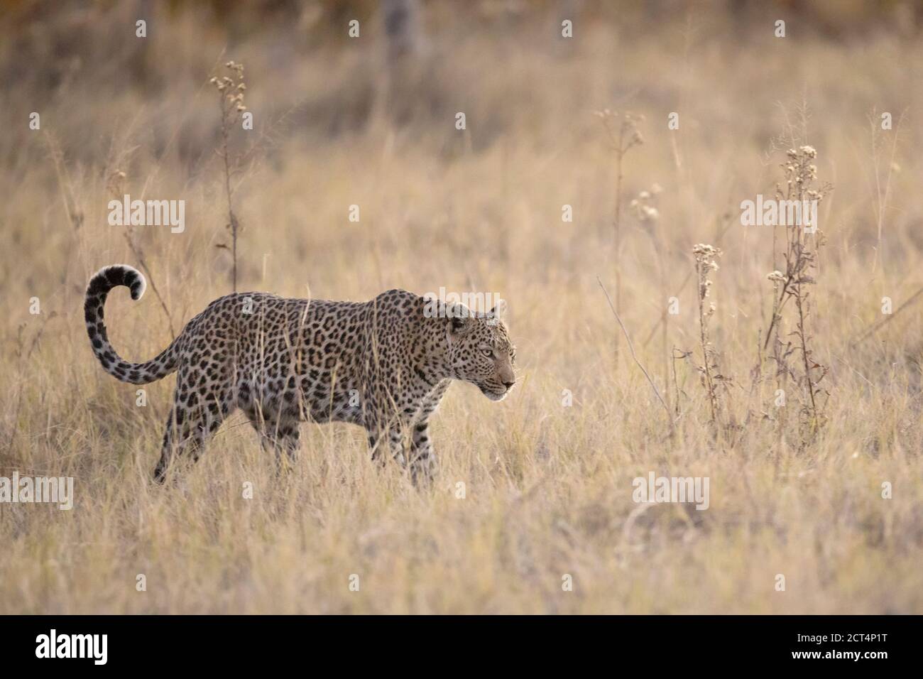 Un magnifique léopard dans le parc national de Chobe, Botswana. Banque D'Images