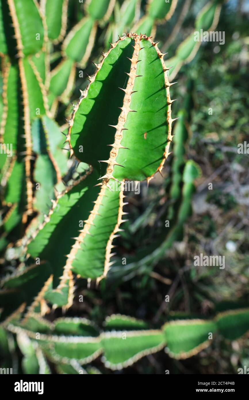 Gros plan de l'Euphorbia rowlandii, le Levuvhu euphorbia, un arbuste monoïque de taille moyenne avec de multiples tiges photosynthétiques bleu-vert épineux. Banque D'Images