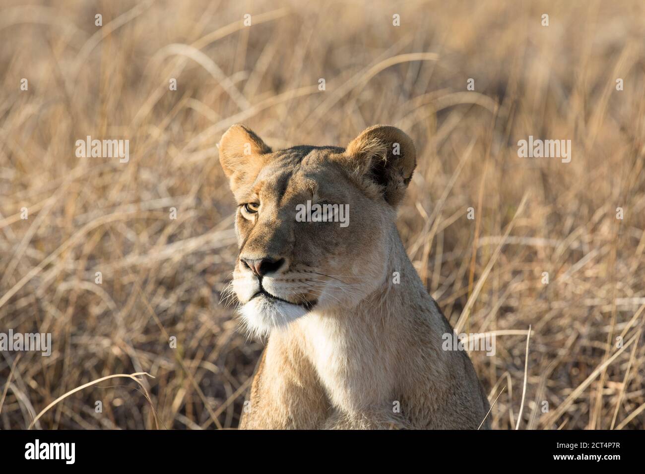 Une lionne chasse sur les plaines ouvertes du parc national de Chobe, Kasane, Botswana. Banque D'Images