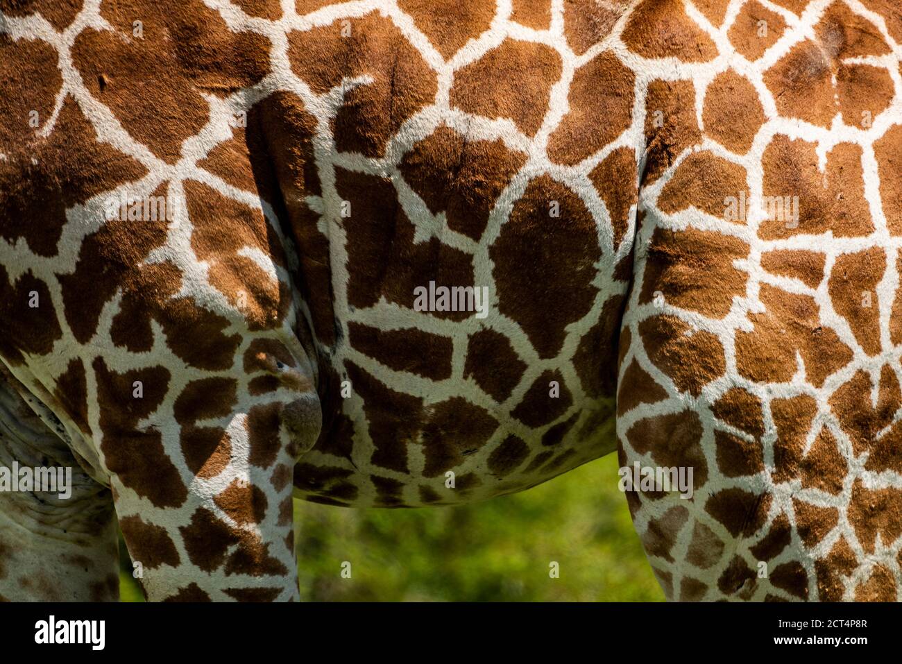 Giraffe réticulée (Giraffa reticulata) au ranch El Karama, comté de Laikipia, Kenya Banque D'Images