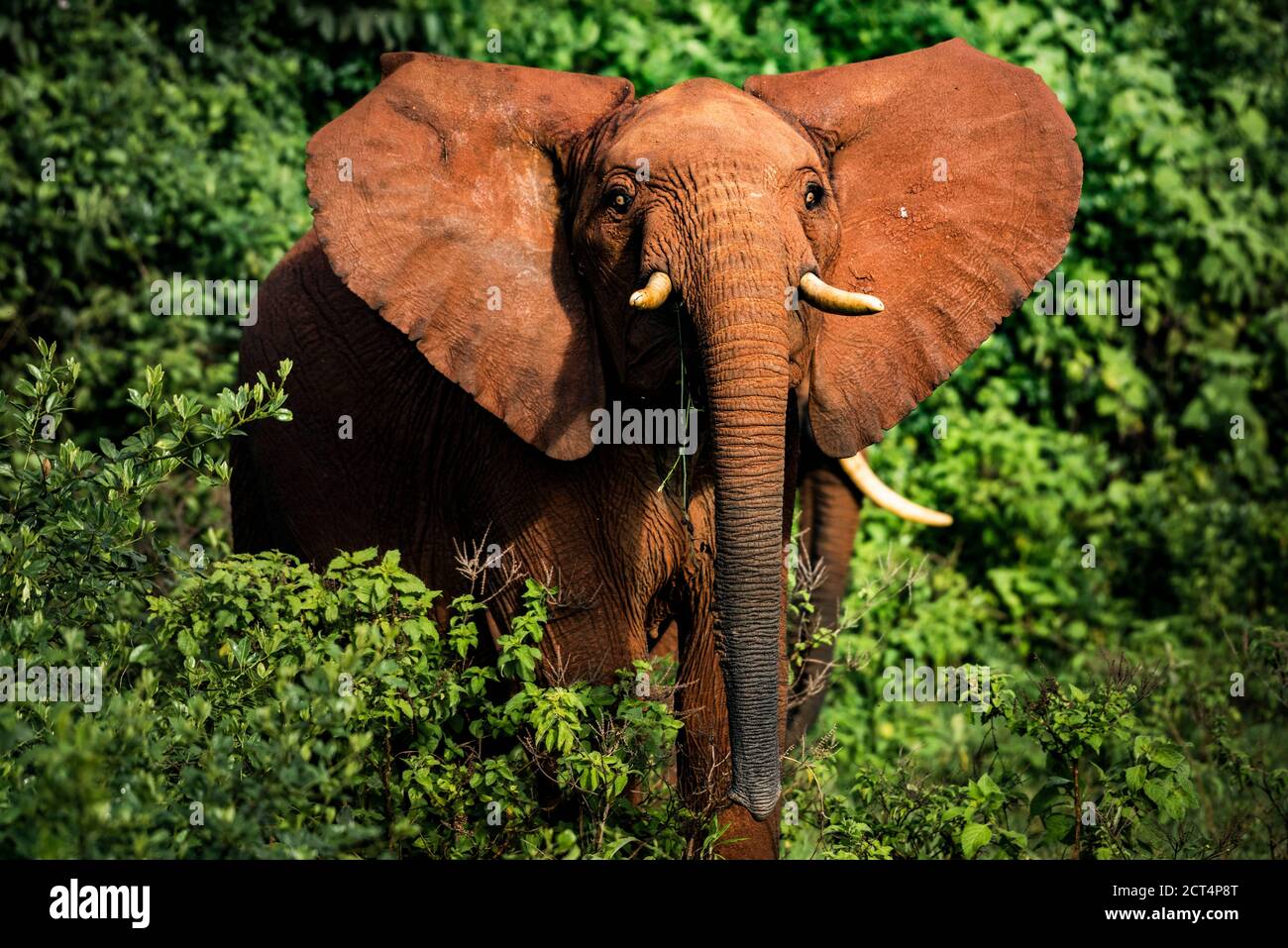 Éléphant d'Afrique (Loxodonta africana) dans le parc national d'Aberdare, Kenya Banque D'Images
