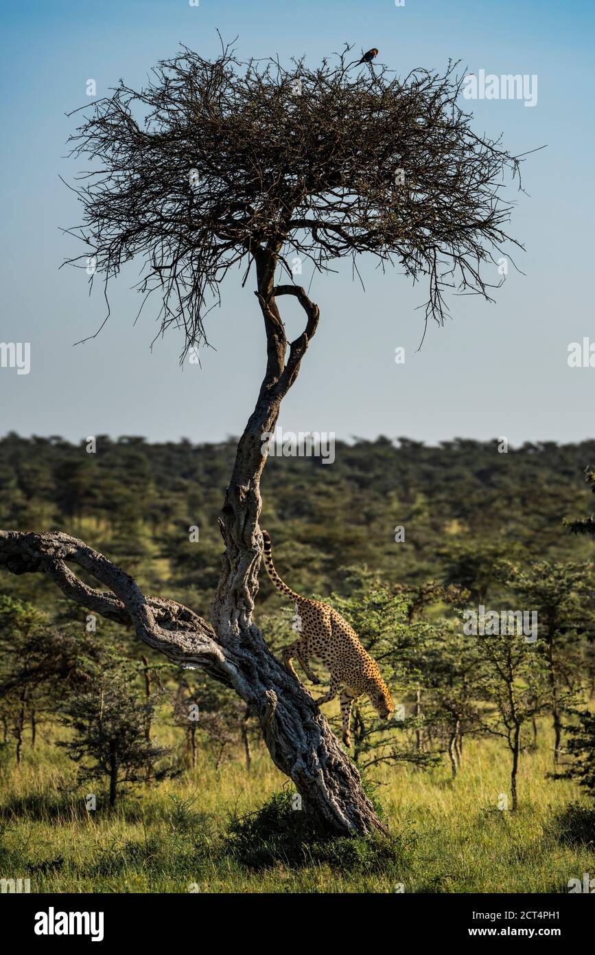 Cheetah (Acinonyx jubatus) au ranch El Karama, comté de Laikipia, Kenya Banque D'Images