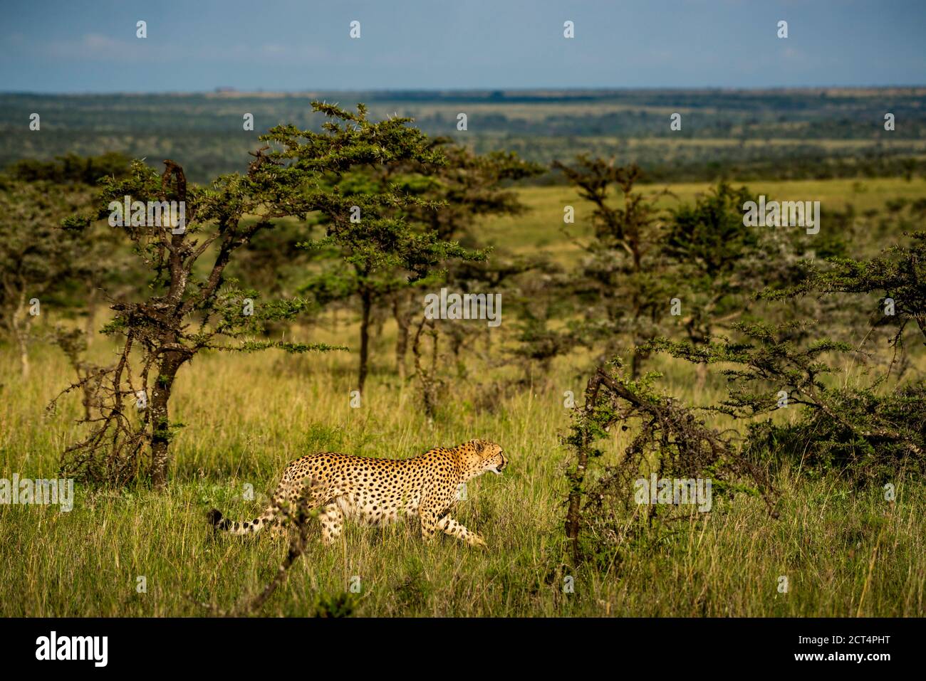 Cheetah (Acinonyx jubatus), vu lors de vacances de safari sauvage en Afrique au Kenya, en Afrique Banque D'Images