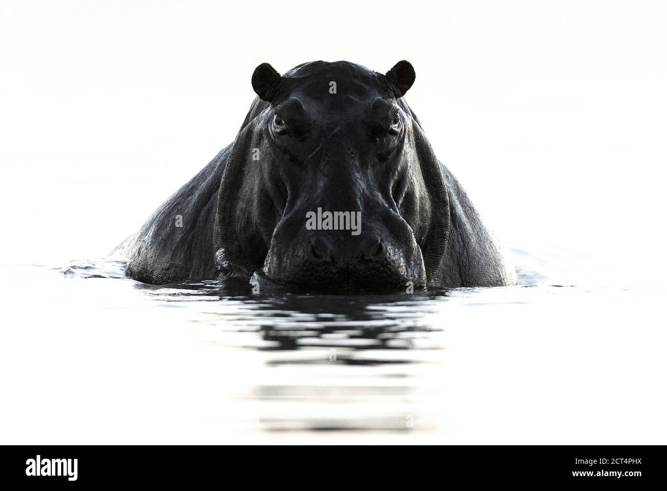 Beaux-arts image en noir et blanc d'un hippopotame pris dans le parc national de Chobe. Banque D'Images