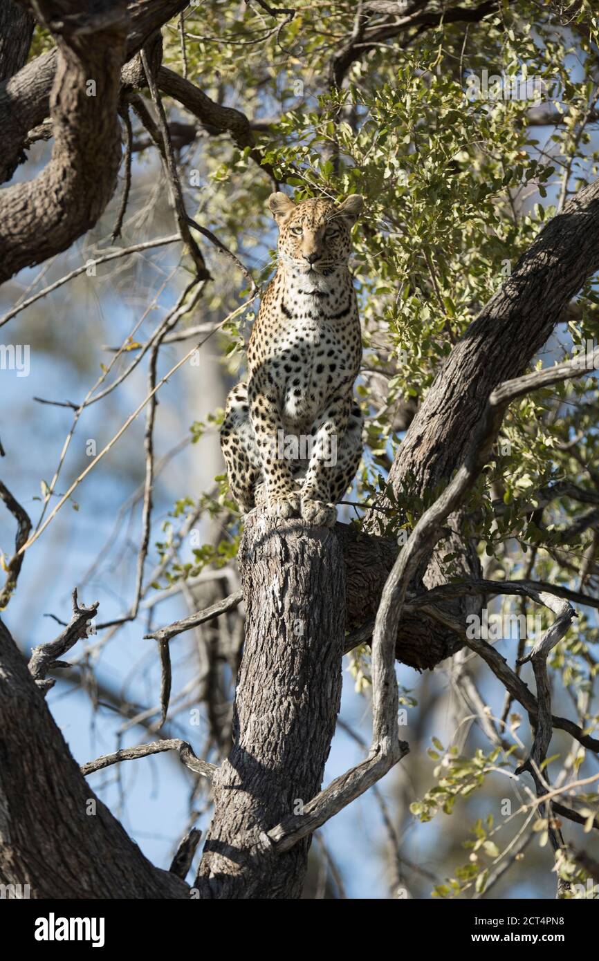 Un magnifique léopard dans le parc national de Chobe, Botswana. Banque D'Images