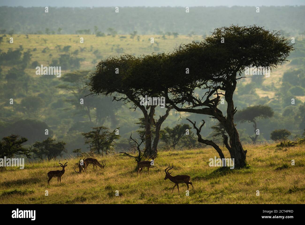Impala sous les Acacia au lever du soleil au ranch El Karama, comté de Laikipia, Kenya Banque D'Images