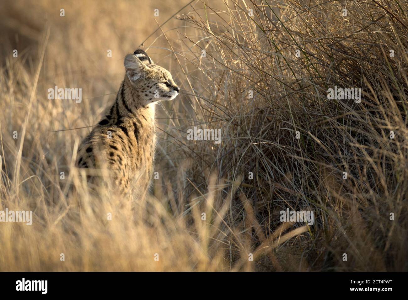 Une rare observation d'un Serval dans la longue herbe du delta de l'Okavango. Banque D'Images