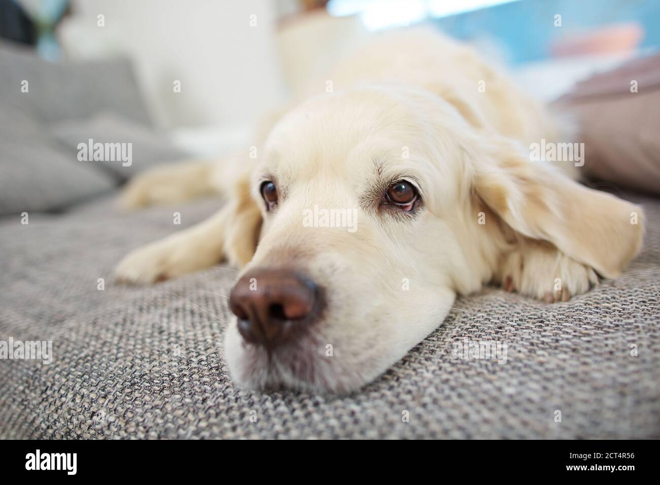 Un chien de retriever doré à la maison sur le canapé Banque D'Images