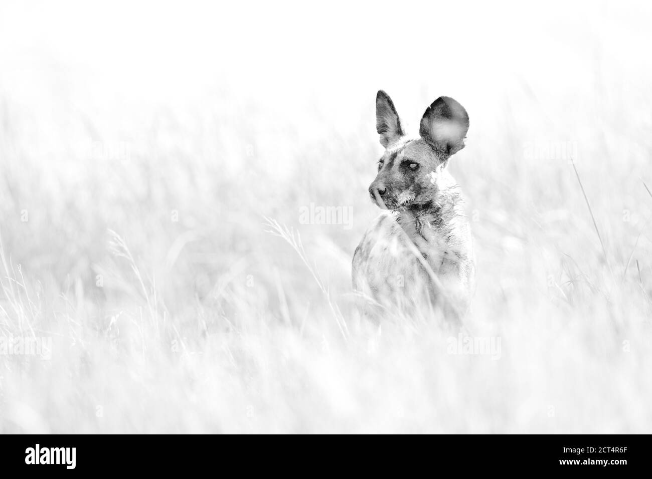 Chien sauvage africain ou chasse au loup peint dans le parc national de Chobe, Botswana. Banque D'Images