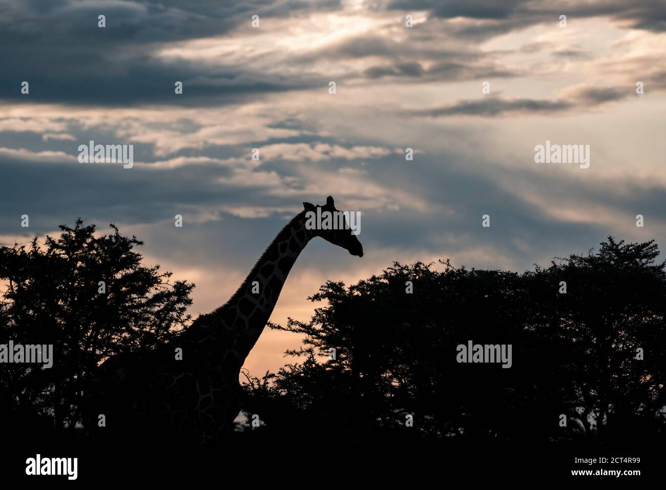 Giraffe réticulée (Giraffa reticulata) au ranch El Karama, comté de Laikipia, Kenya Banque D'Images