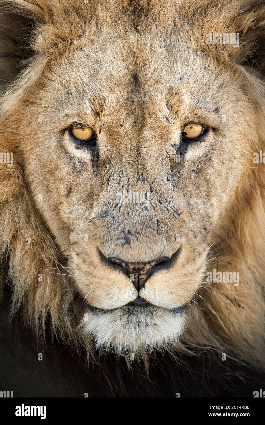Une image en gros plan d'un visage de lions mâles dans le parc national de Chobe, au Botswana. Banque D'Images