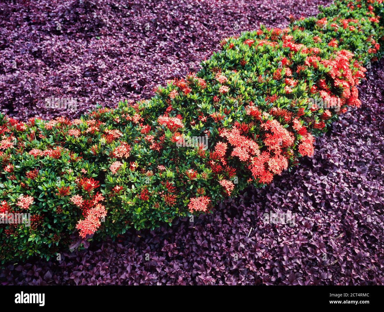 Bordure de jardin formelle, rouge Ixora sp. Contre une plante pourpre à feuilles de foilage pour le contraste Banque D'Images