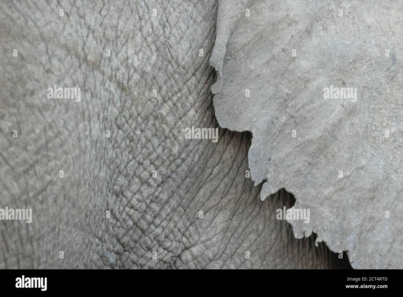 Gros plan sur un éléphant d'Afrique. Banque D'Images