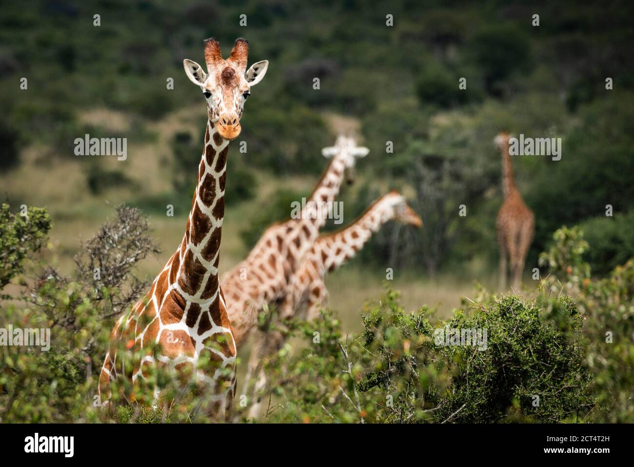 Giraffe réticulée (Giraffa camelopalis reticulata) au Sosian Ranch, comté de Laikipia, Kenya Banque D'Images
