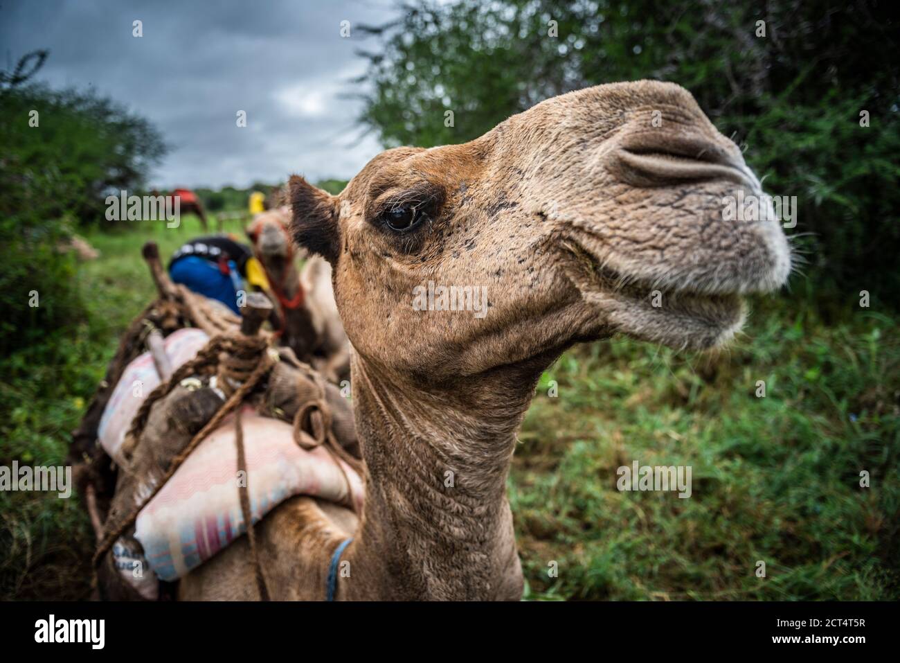 Safari à dos de chameau au Sosian Ranch, comté de Laikipia, Kenya Banque D'Images