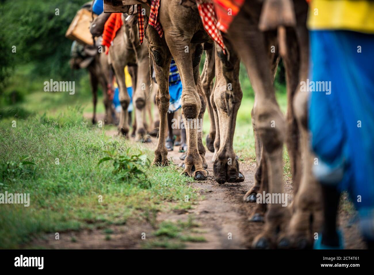 Safari à dos de chameau au Sosian Ranch, comté de Laikipia, Kenya Banque D'Images