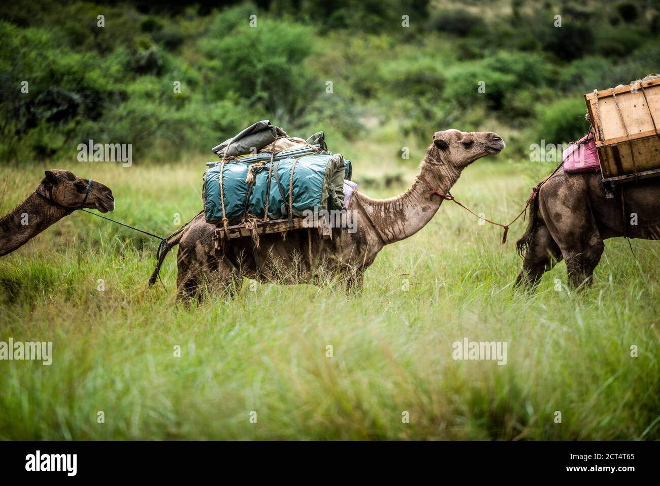 Safari à dos de chameau au Sosian Ranch, comté de Laikipia, Kenya Banque D'Images
