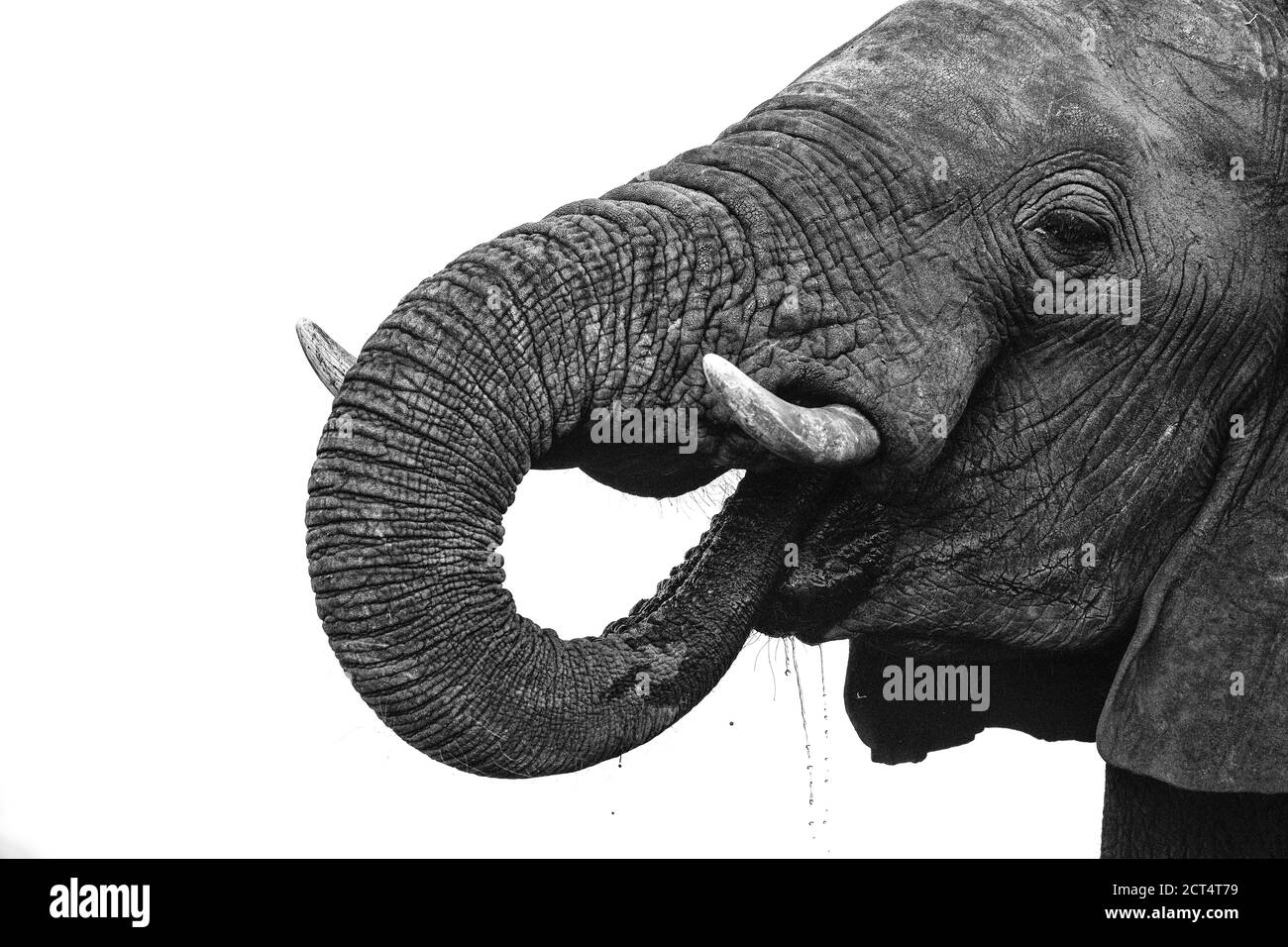 Image clé d'un éléphant buvant au Botswana. Banque D'Images