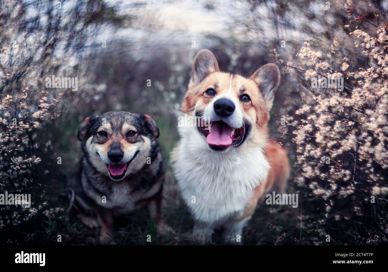 deux chiens amicaux qu'ils s'assoient dans le jardin de mai parmi arbustes fleuris et sourire doux Banque D'Images