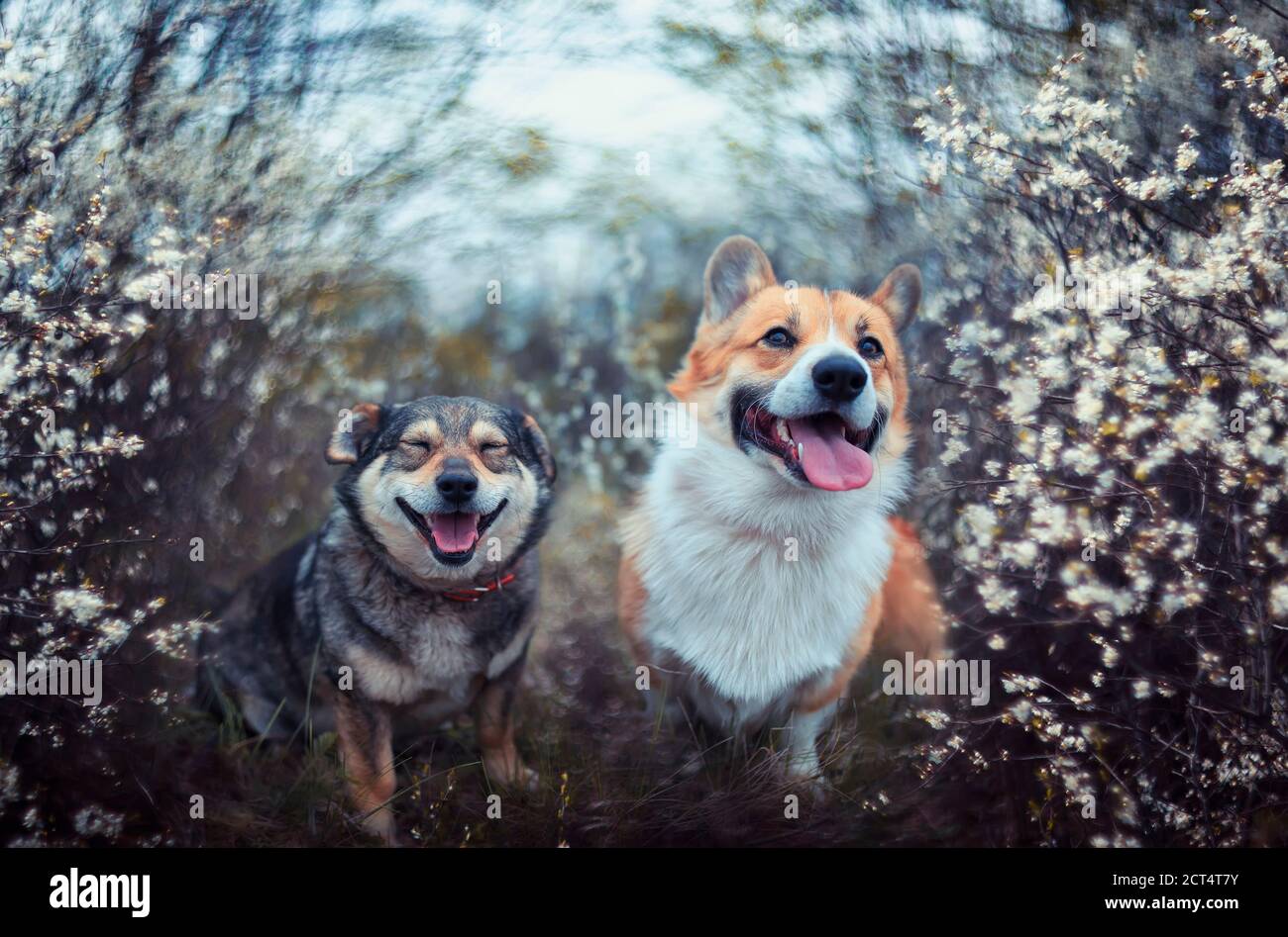 deux chiens amicaux qu'ils s'assoient dans le jardin de mai parmi arbustes fleuris et sourire doux Banque D'Images