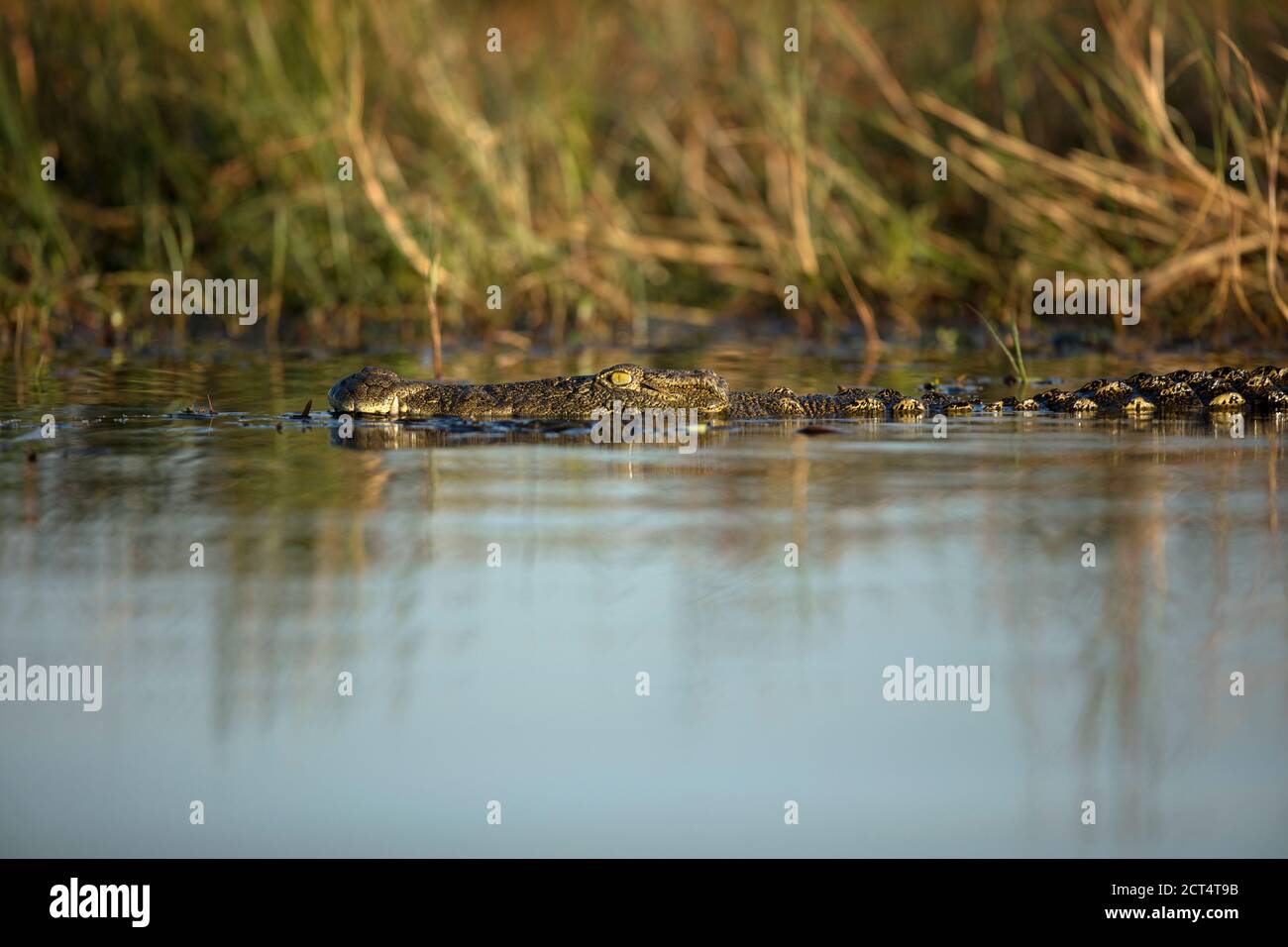 Camouflage crocodile du nil à la recherche d'un safari Banque D'Images