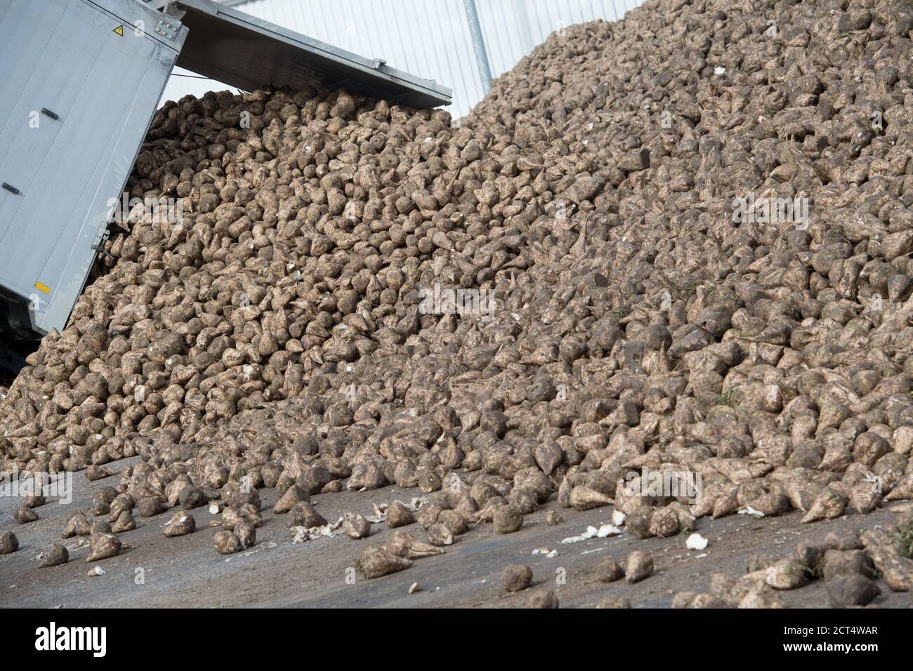 Anklam, Allemagne. 08 septembre 2020. Les betteraves à sucre sont situées dans la zone de stockage de l'usine à sucre d'Anklam. Au cours de la campagne de 128 jours, environ 100,000 tonnes de sucre blanc seront produites, ainsi que 23,000 tonnes de mélasse et 35,000 tonnes de granulés de pâte. Selon la société, plus de 200,000 tonnes de jus épais seront également stockées pour une production ultérieure de sucre. Credit: Stefan Sauer/dpa-Zentralbild/dpa/Alay Live News Banque D'Images
