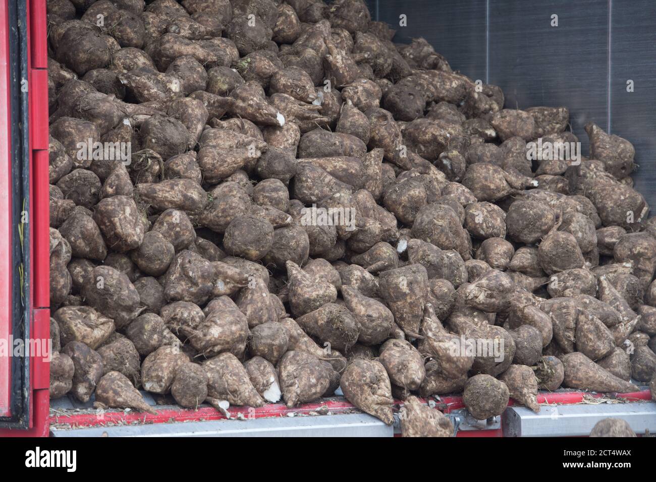 Anklam, Allemagne. 08 septembre 2020. Les betteraves à sucre sont situées dans la zone de stockage de l'usine à sucre d'Anklam. Au cours de la campagne de 128 jours, environ 100,000 tonnes de sucre blanc seront produites, ainsi que 23,000 tonnes de mélasse et 35,000 tonnes de granulés de pâte. Selon la société, plus de 200,000 tonnes de jus épais seront également stockées pour une production ultérieure de sucre. Credit: Stefan Sauer/dpa-Zentralbild/dpa/Alay Live News Banque D'Images