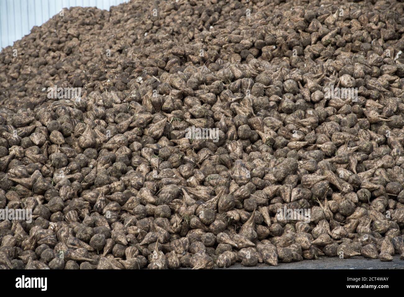 Anklam, Allemagne. 08 septembre 2020. Les betteraves à sucre sont situées dans la zone de stockage de l'usine à sucre d'Anklam. Au cours de la campagne de 128 jours, environ 100,000 tonnes de sucre blanc seront produites, ainsi que 23,000 tonnes de mélasse et 35,000 tonnes de granulés de pâte. Selon la société, plus de 200,000 tonnes de jus épais seront également stockées pour une production ultérieure de sucre. Credit: Stefan Sauer/dpa-Zentralbild/dpa/Alay Live News Banque D'Images