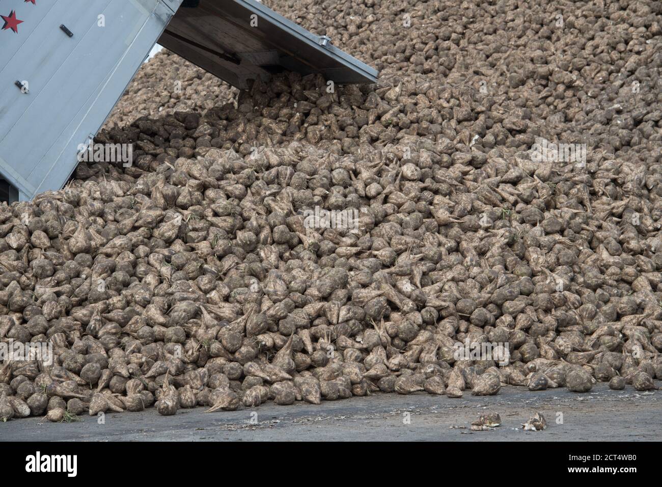 Anklam, Allemagne. 08 septembre 2020. Les betteraves à sucre sont situées dans la zone de stockage de l'usine à sucre d'Anklam. Au cours de la campagne de 128 jours, environ 100,000 tonnes de sucre blanc seront produites, ainsi que 23,000 tonnes de mélasse et 35,000 tonnes de granulés de pâte. Selon la société, plus de 200,000 tonnes de jus épais seront également stockées pour une production ultérieure de sucre. Credit: Stefan Sauer/dpa-Zentralbild/dpa/Alay Live News Banque D'Images
