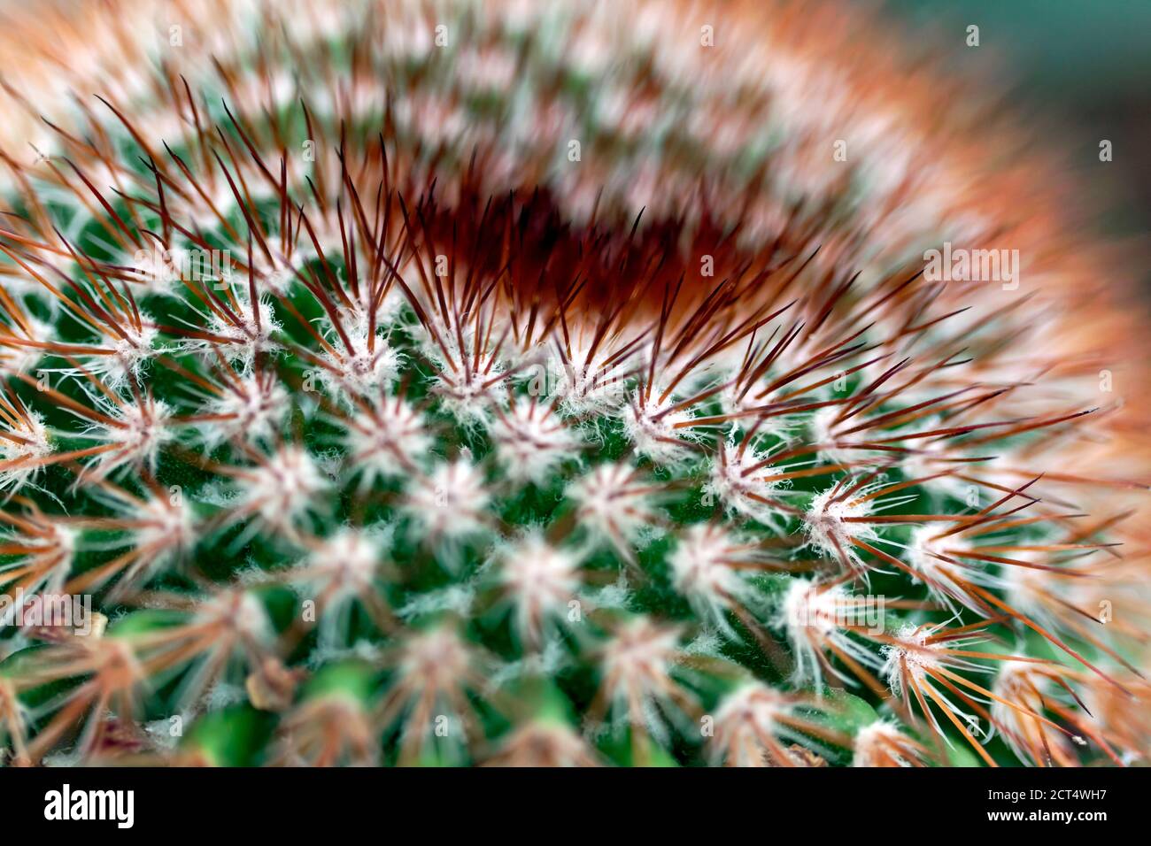 Image macro d'un Cactus en forme de tonneau dans la serre au château de Walmer, Kent Banque D'Images
