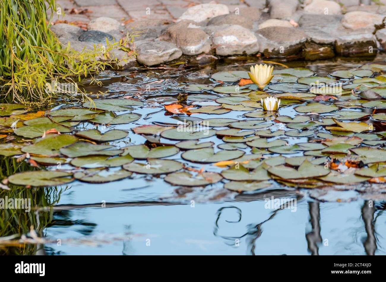 Waterlillies dans le lieu de mariage Banque D'Images