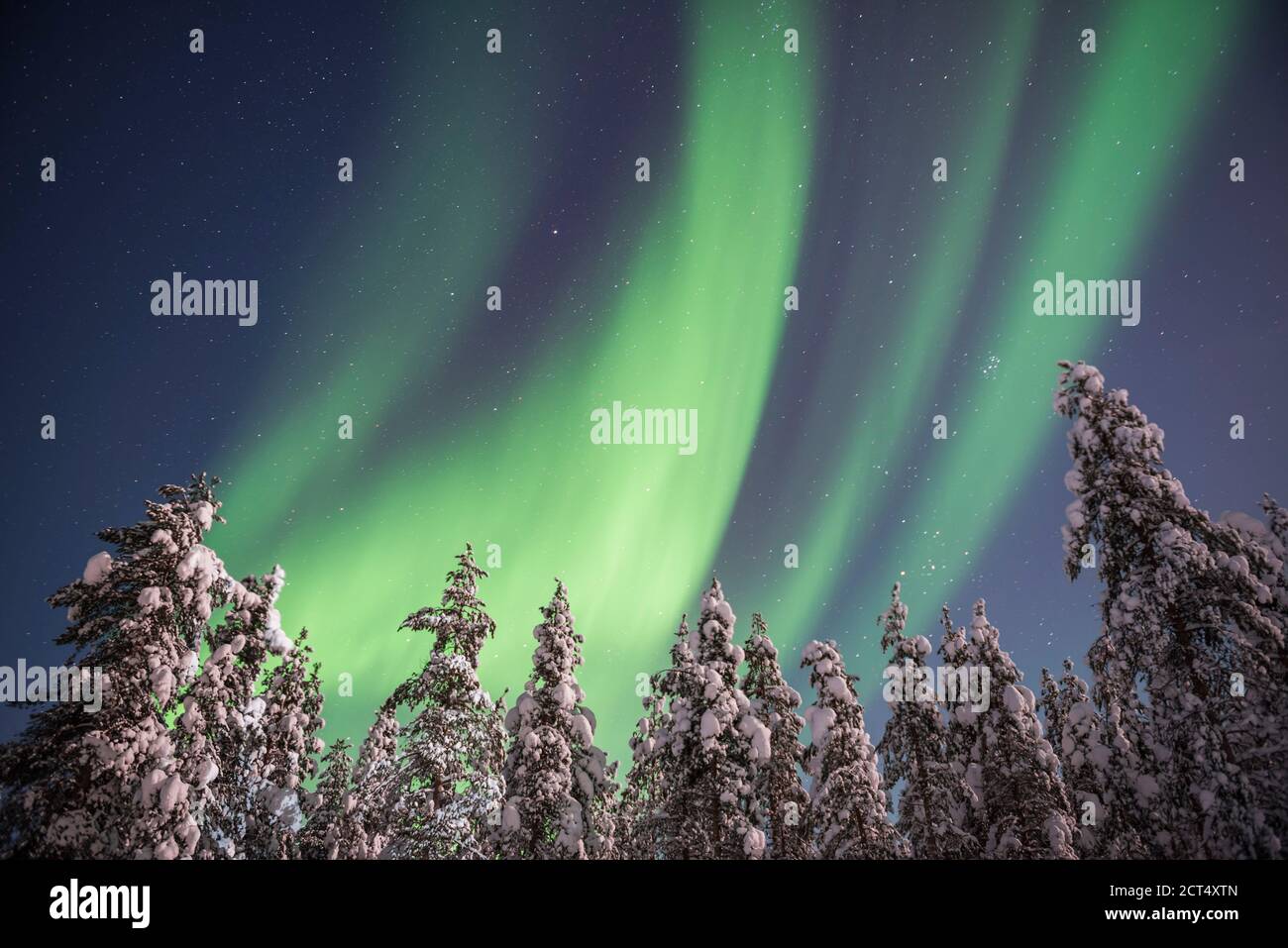 Les aurores boréales (aurora borealis) s'affichent sur des arbres enneigés dans une forêt en hiver en Laponie finlandaise, à l'intérieur du cercle arctique en Finlande Banque D'Images
