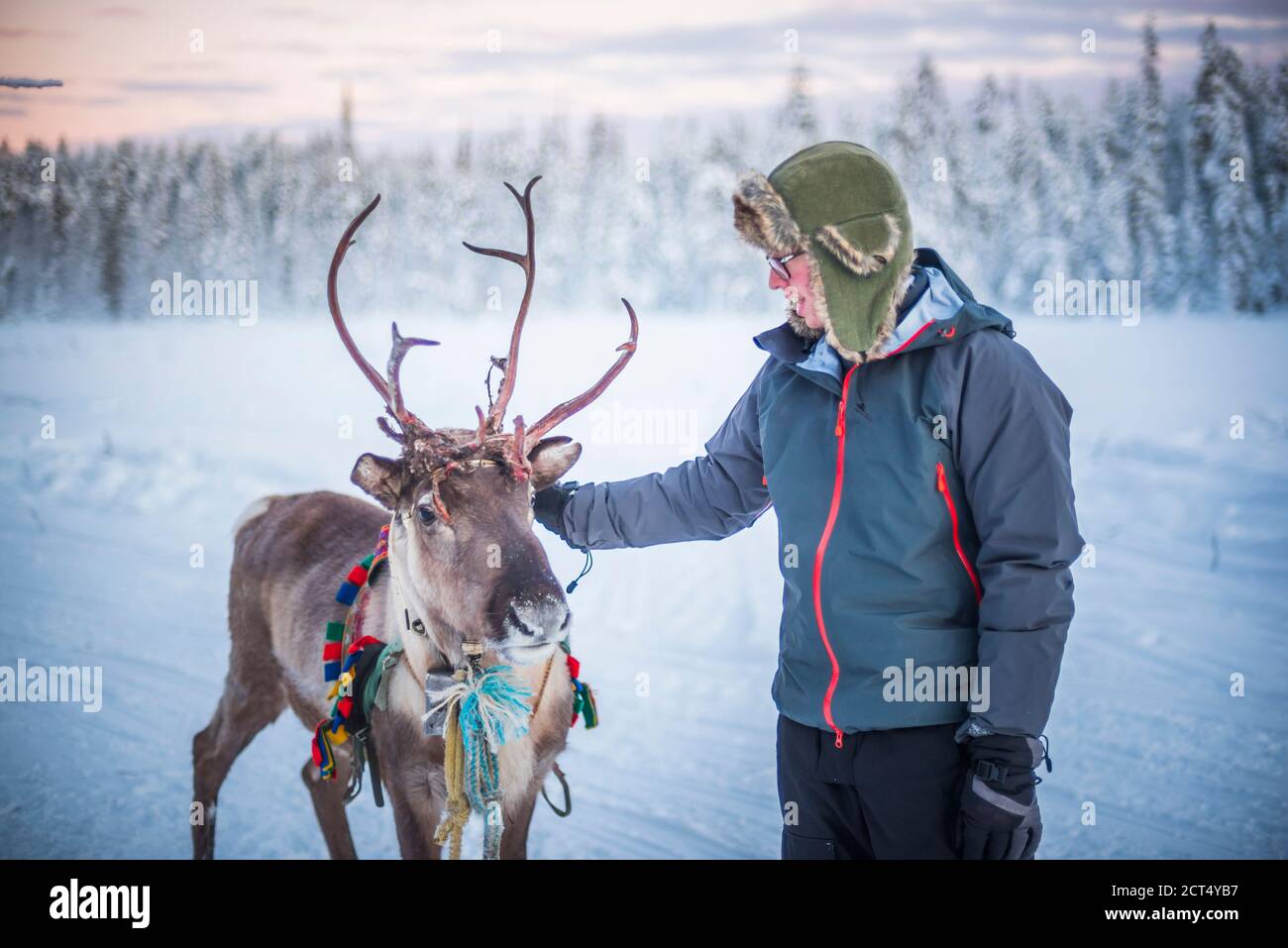 Personne pétant un renne à Noël en hiver dans le cercle arctique de Laponie, en Finlande Banque D'Images
