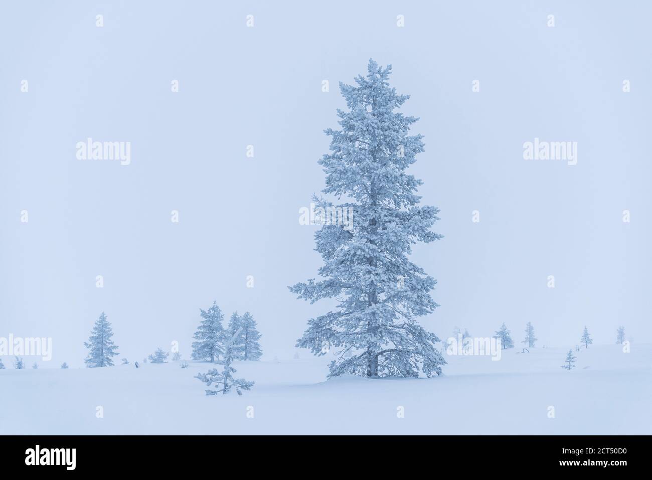 Sombre, isolé, minimaliste hiver magnifique neige couverte paysage de Noël avec des arbres glacés en Laponie, Finlande, cercle arctique, Europe Banque D'Images