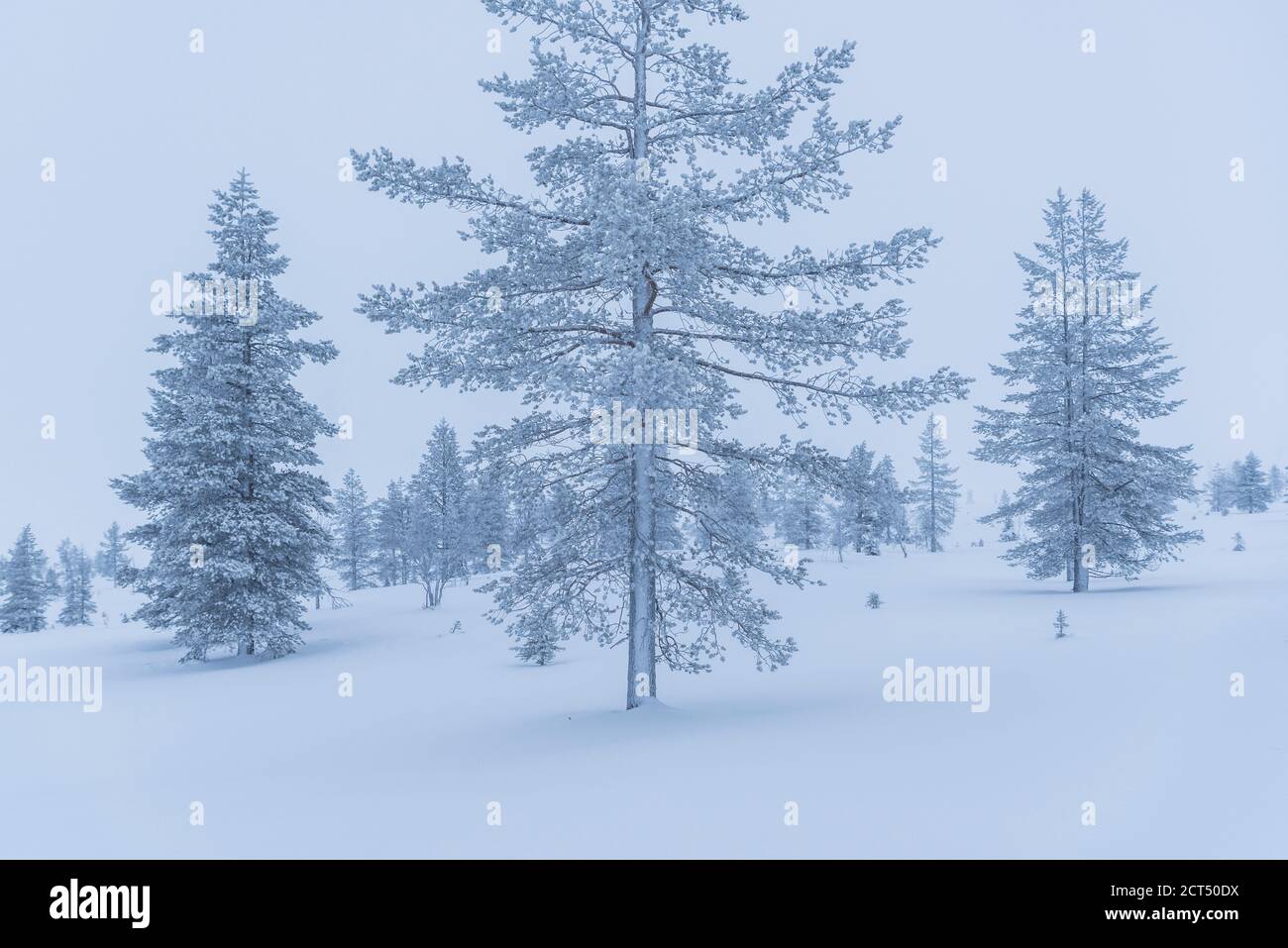Sombre, isolé, minimaliste hiver magnifique neige couverte paysage de Noël avec des arbres glacés en Laponie, Finlande, cercle arctique, Europe Banque D'Images