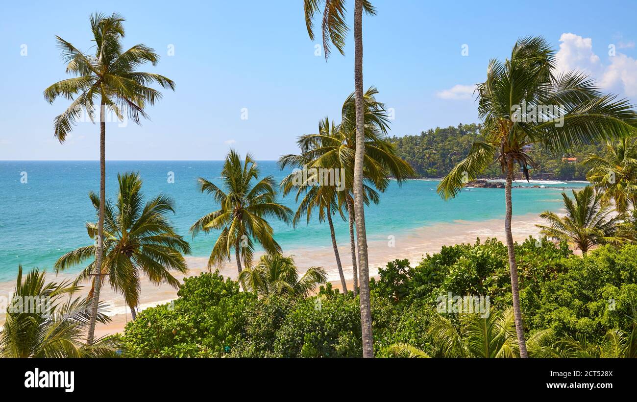 Plage tropicale avec palmiers à noix de coco par une belle journée d'été. Banque D'Images