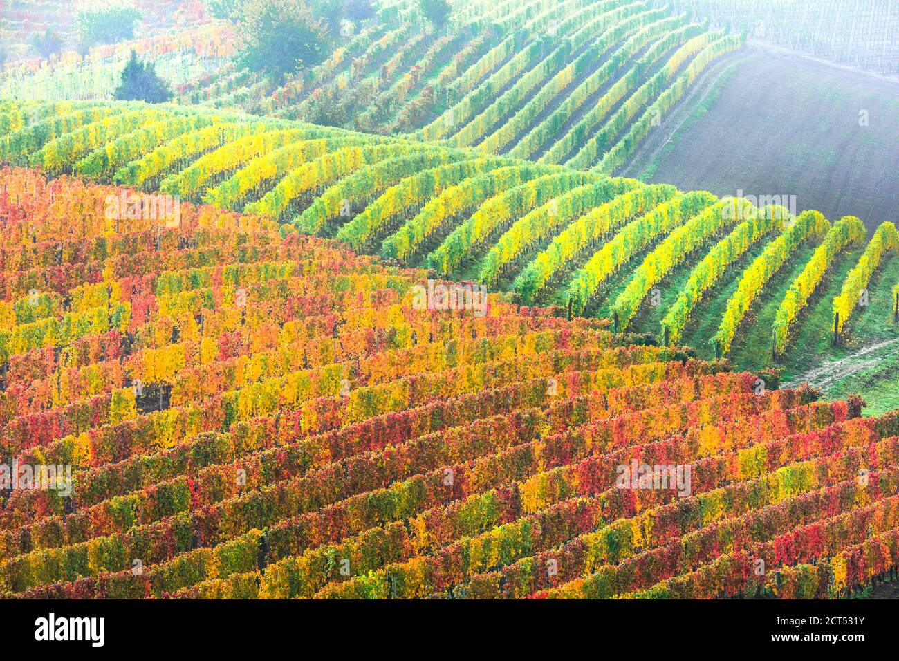 Beauté dans la nature - campagne d'automne avec des rangées de vignobles colorés dans le Piémont, célèbre région viticole de l'Italie Banque D'Images